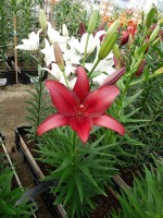 [5072 Cigalon No01.JPG]